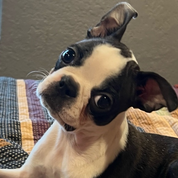 Meet your Posher, Amy - Picture 3 of 4